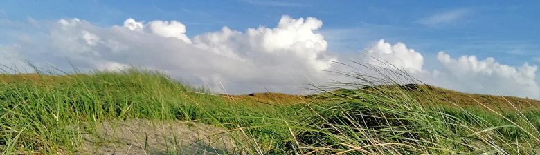 Duen grass The picture shows dune grass