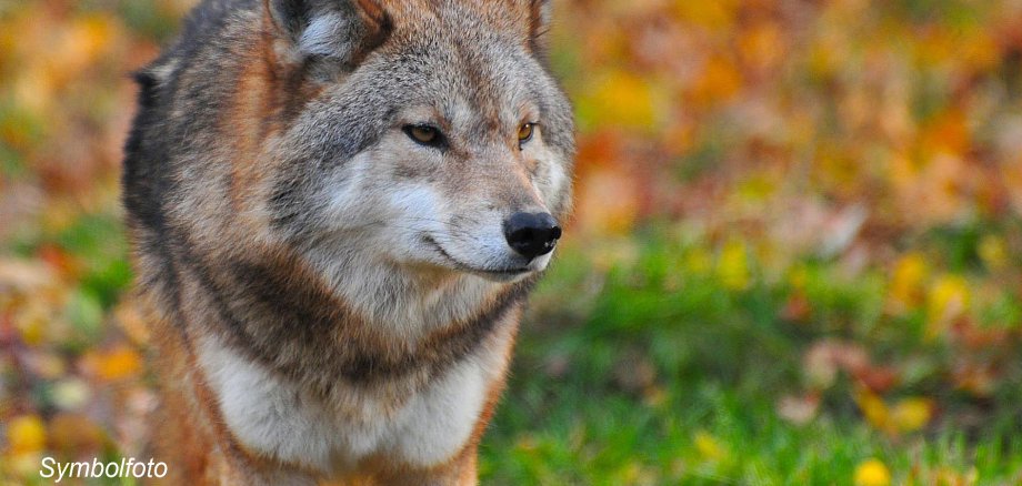 Wolf Symbolfoto