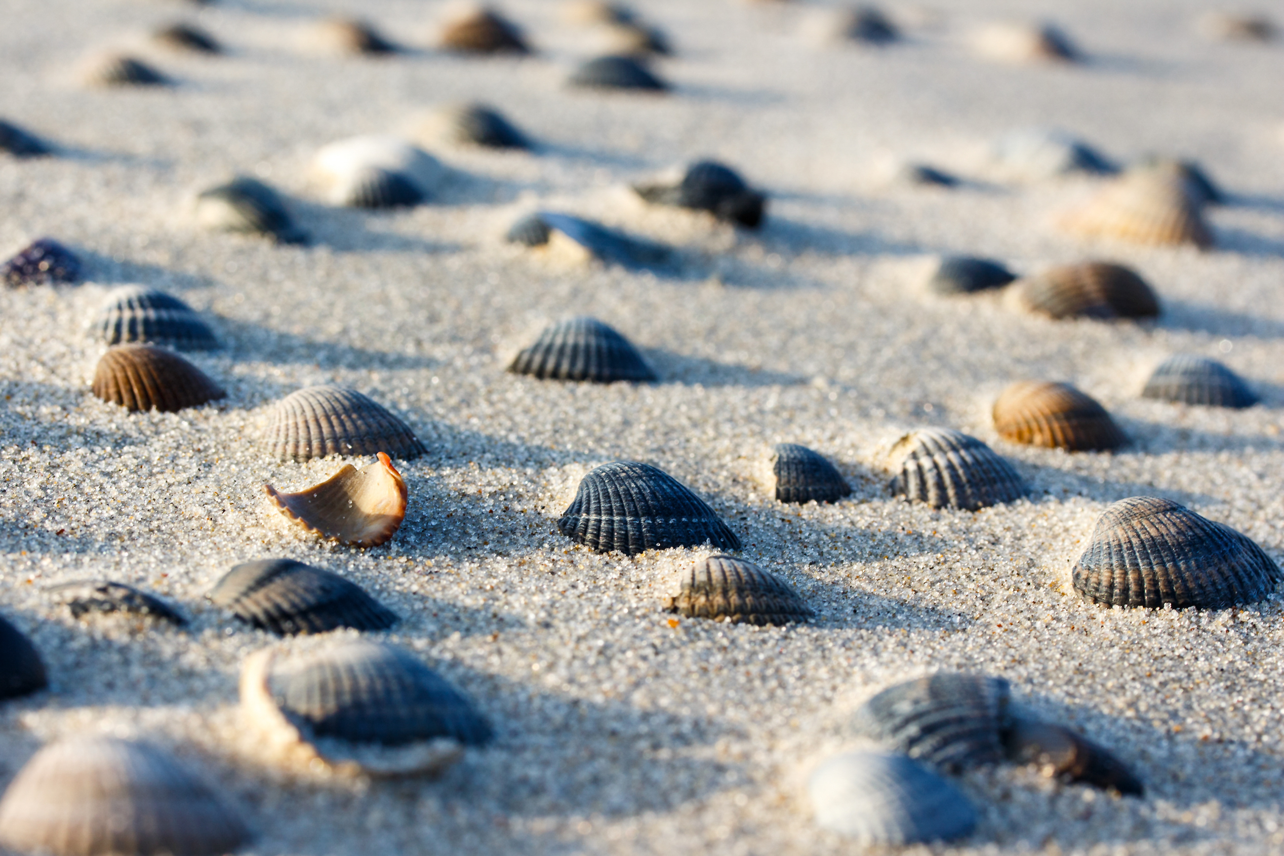 Muscheln im Sand