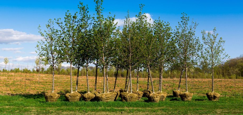 Bäume
